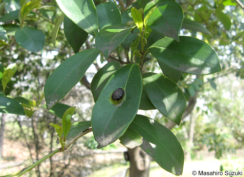 イスノキハタマフシ