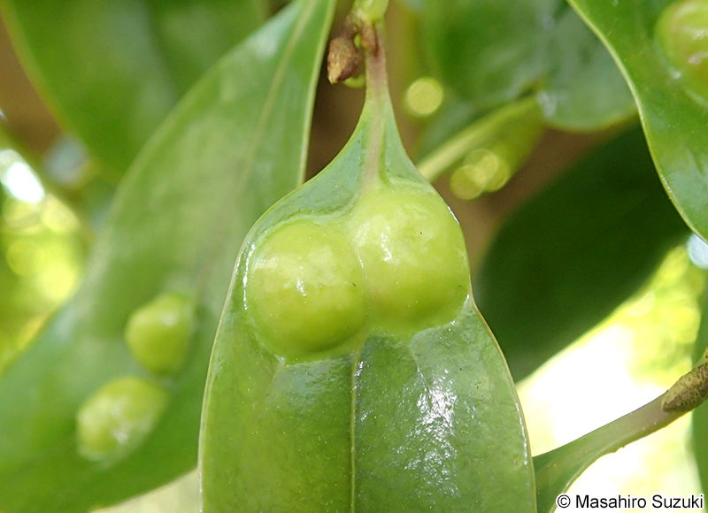 イスノキハタマフシ