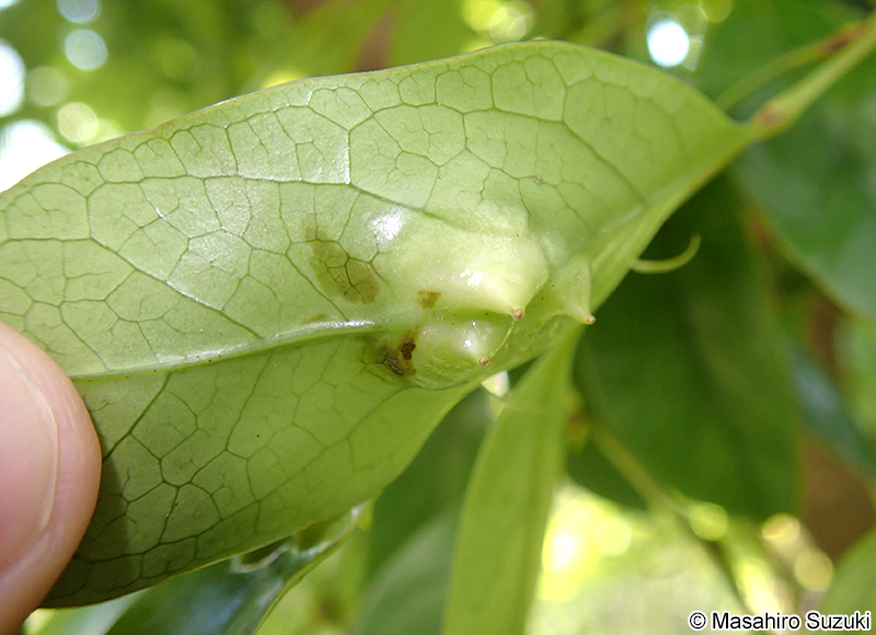 イスノキハタマフシ