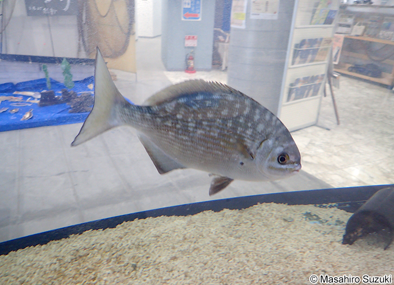 イスズミ Kyphosus vaigiensis