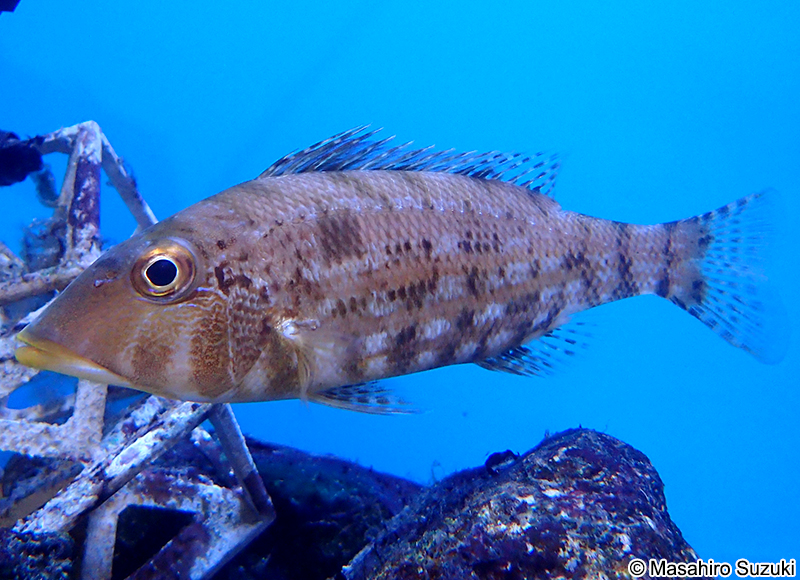 イトフエフキ Lethrinus genivittatus