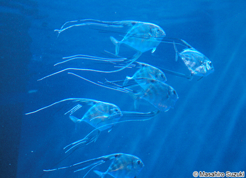 イトヒキアジ Alectis ciliaris