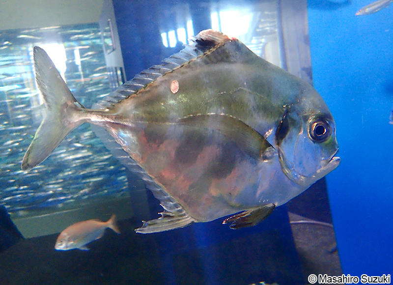 イトヒキアジ Alectis ciliaris