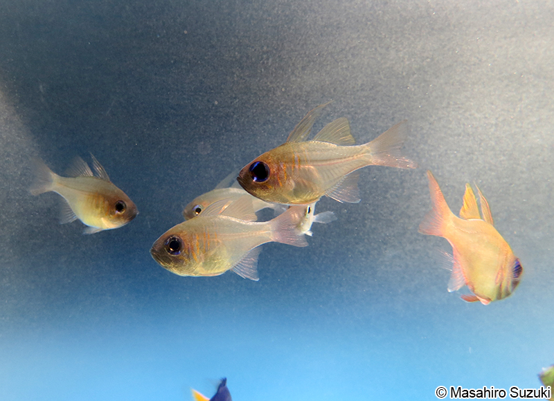 イトヒキテンジクダイ Zoramia leptacantha