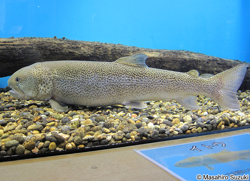 イトウ Hucho perryi