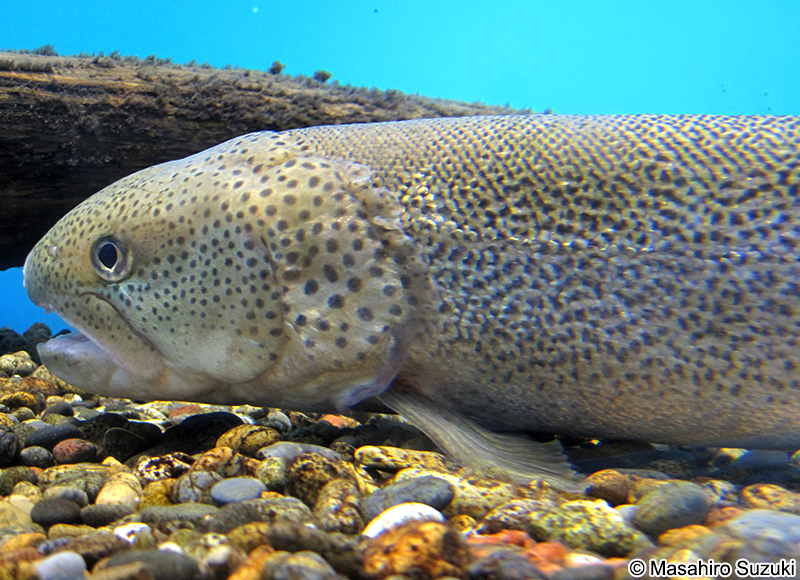 イトウ Hucho perryi