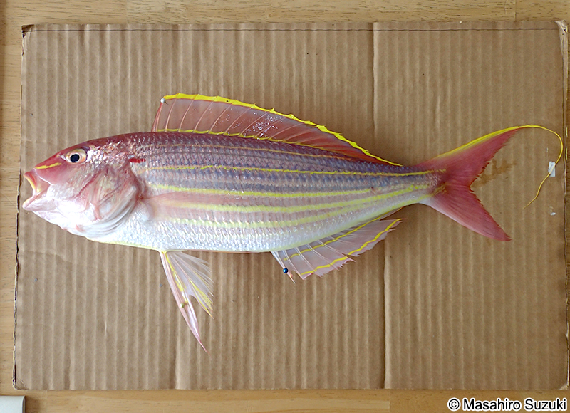 イトヨリダイ Nemipterus virgatus