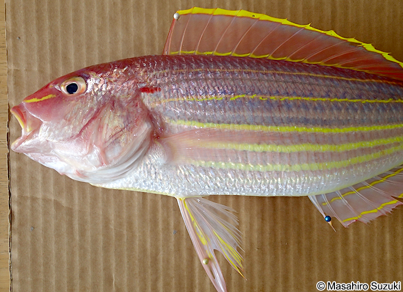 イトヨリダイ Nemipterus virgatus