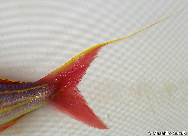 イトヨリダイ Nemipterus virgatus