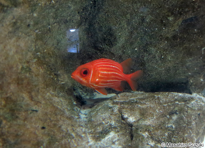 イットウダイ Sargocentron spinosissimum