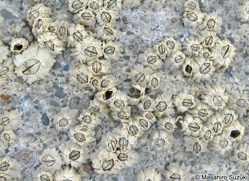 イワフジツボ Chthamalus challengenri