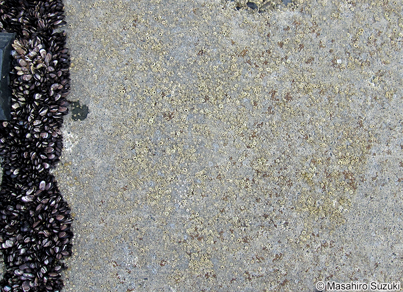 イワフジツボ Chthamalus challengenri