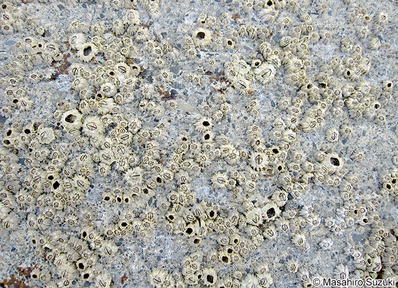 イワフジツボ Chthamalus challengenri