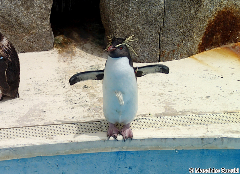 キタイワトビペンギン Eudyptes moseleyi