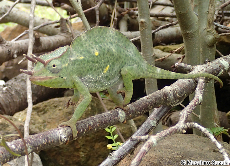 ジャクソンカメレオン Trioceros jacksonii