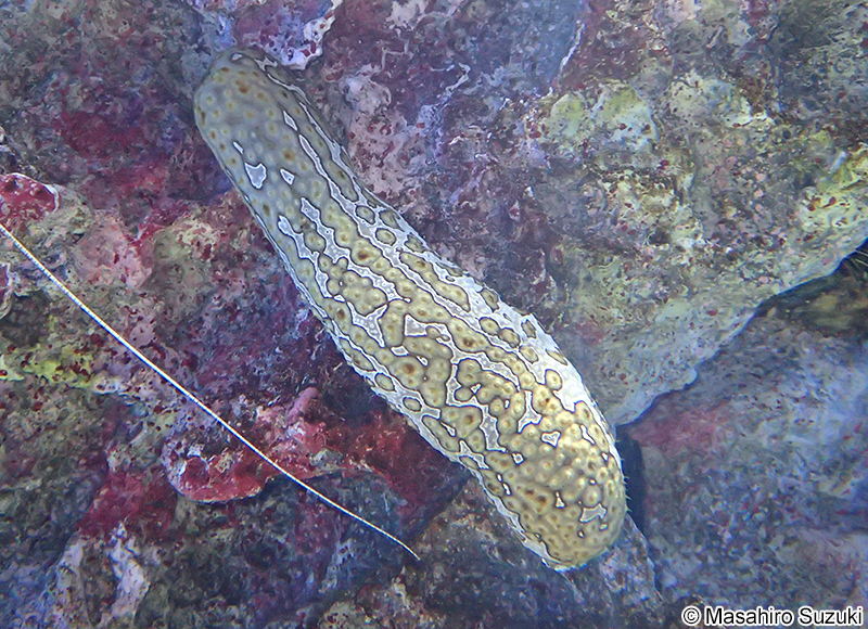 ジャノメナマコ Bohadschia argus