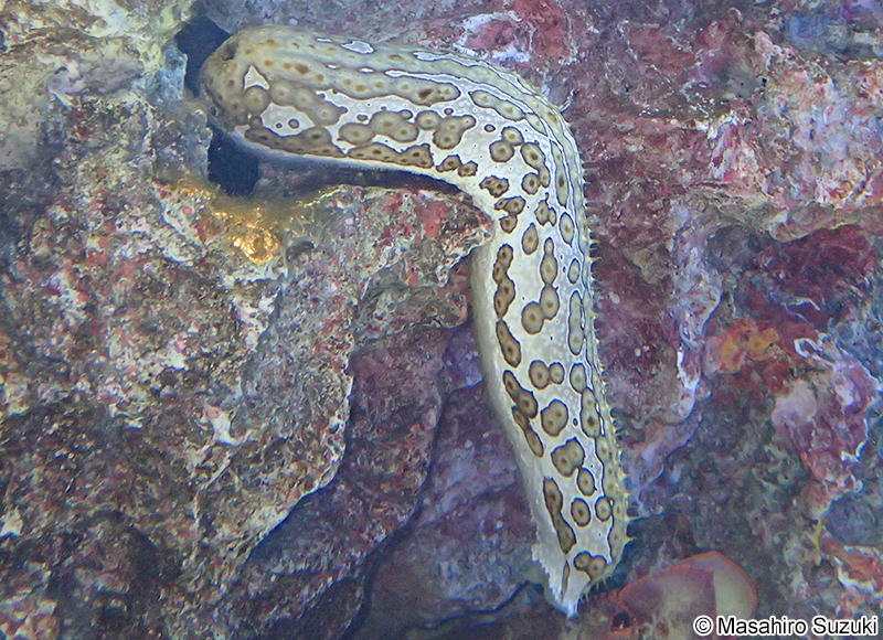 ジャノメナマコ Bohadschia argus