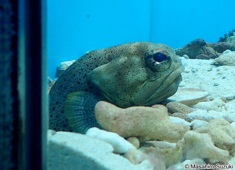 ファインスポッテッド・ジョーフィッシュ Opistognathus punctatus