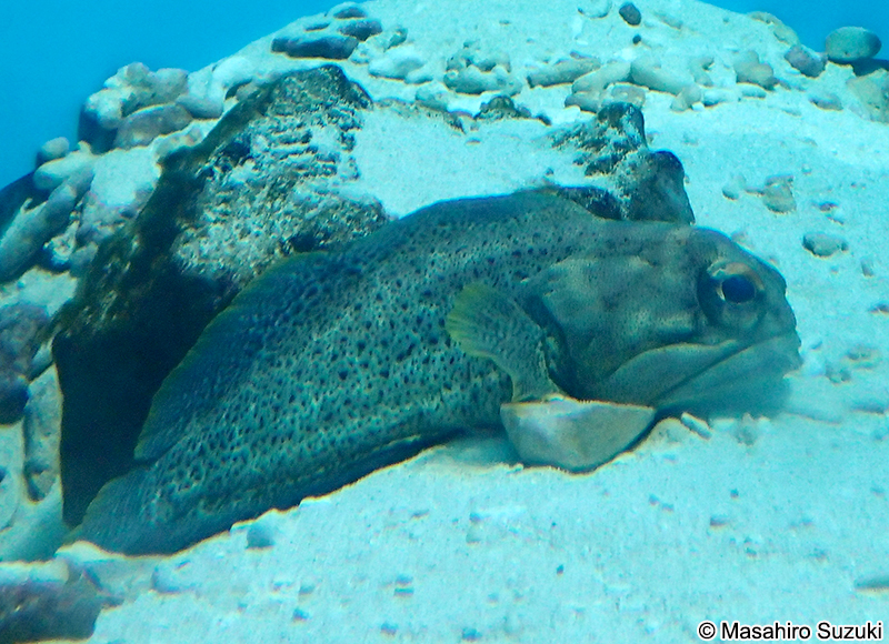 ファインスポッテッド・ジョーフィッシュ Opistognathus punctatus