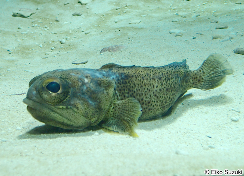 ファインスポッテッド・ジョーフィッシュ Opistognathus punctatus