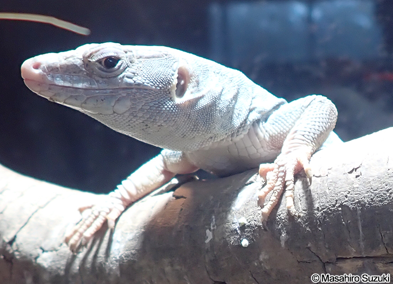 ジャヤカーオマーンカナヘビ Omanosaura jayakari