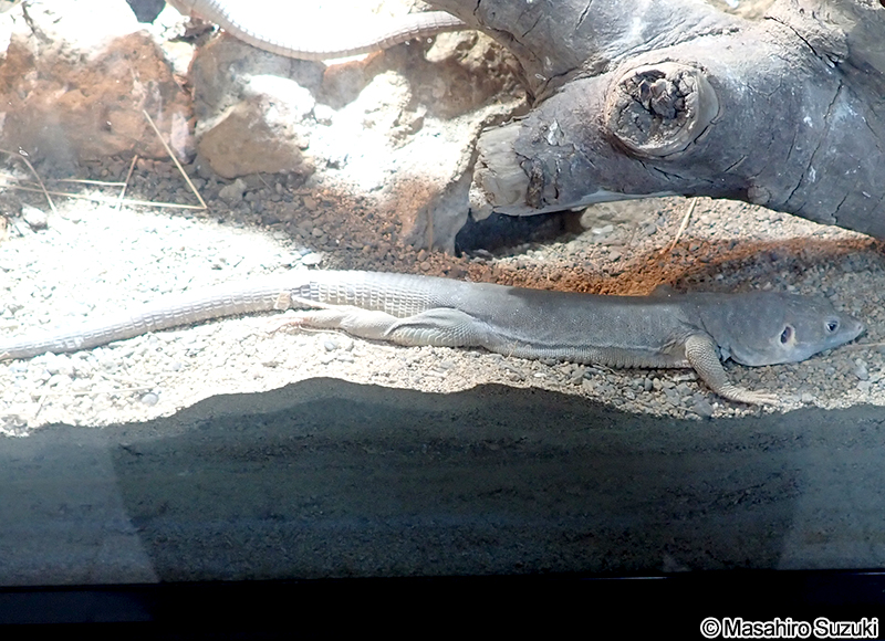 ジャヤカーオマーンカナヘビ Omanosaura jayakari