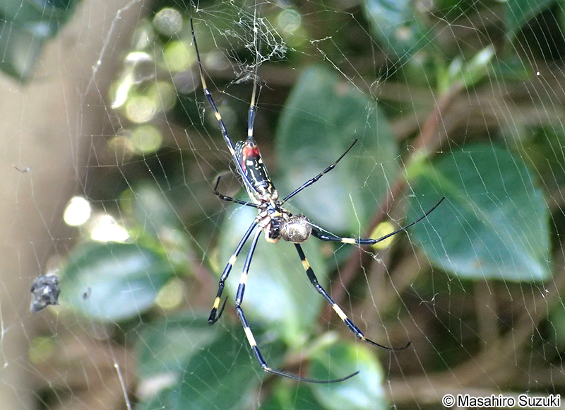 ジョロウグモ Nephila clavata