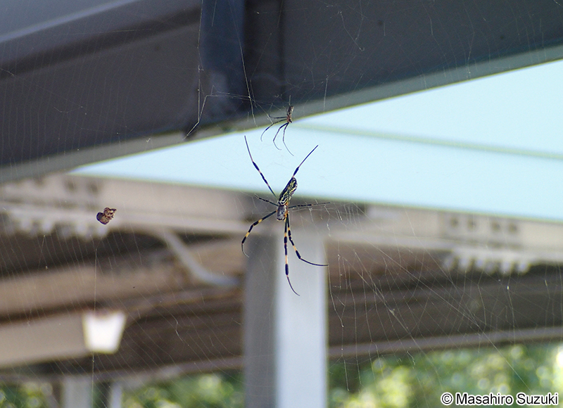 ジョロウグモ Nephila clavata