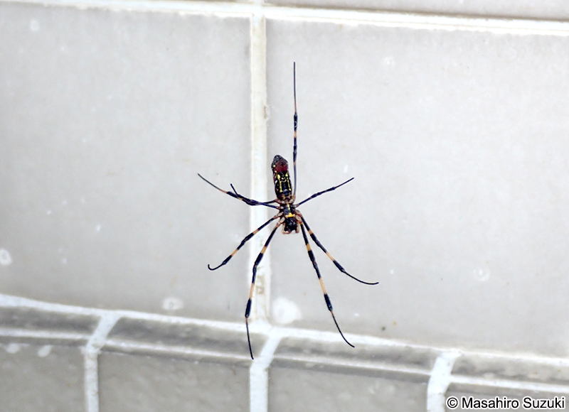 ジョロウグモ Nephila clavata
