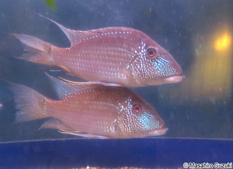 ジュルパリ Satanoperca jurupari