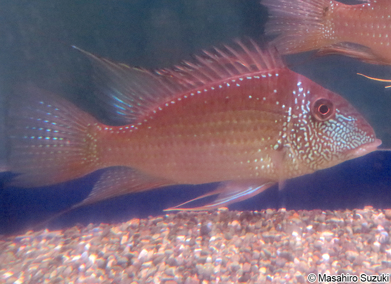 ジュルパリ Satanoperca jurupari