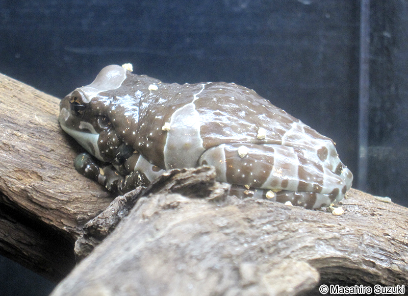 ジュウジメドクアマガエル Trachycephalus resinifictrix