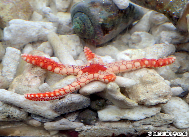 ジュズベリヒトデ Fromia monilis