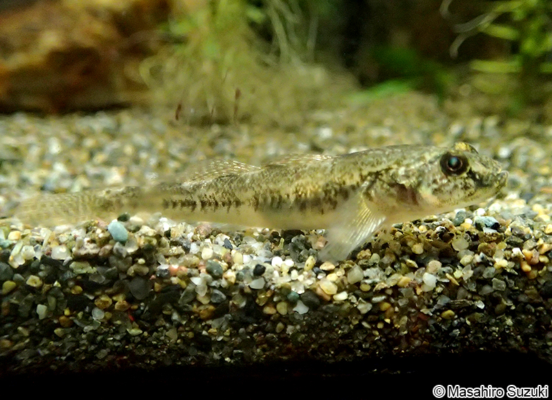 ジュズカケハゼ Gymnogobius castaneus