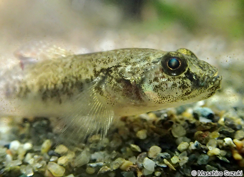 ジュズカケハゼ Gymnogobius castaneus