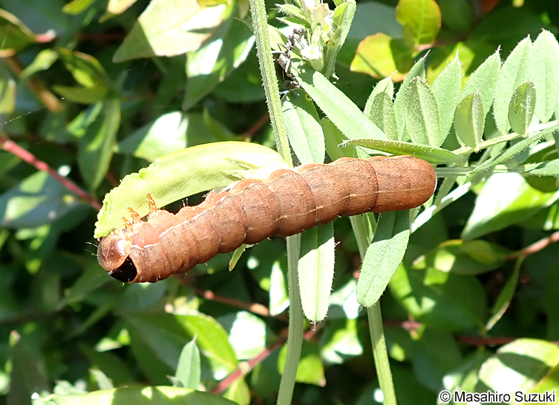 キバラモクメキリガ Xylena formosa