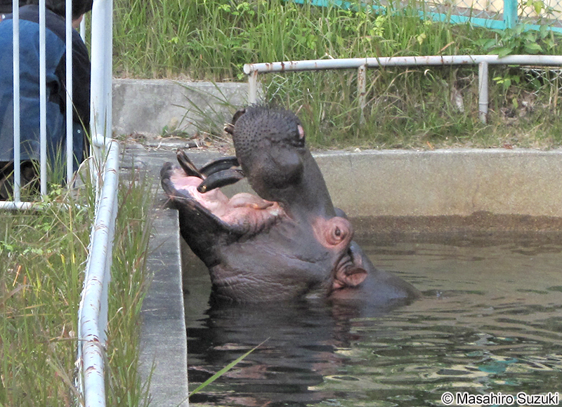 カバ Hippopotamus amphibius
