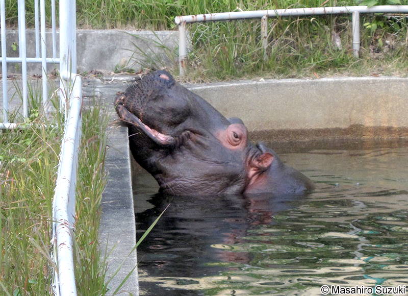 カバ Hippopotamus amphibius