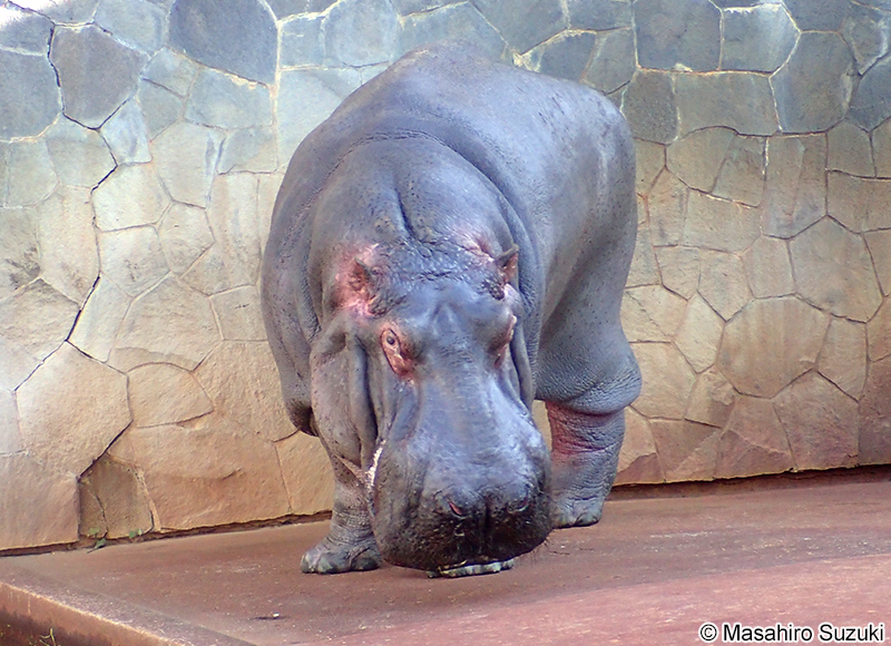カバ Hippopotamus amphibius