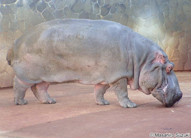 カバ Hippopotamus amphibius