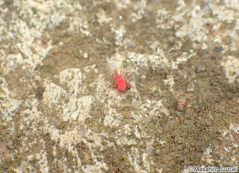 カベアナタカラダニ Balaustium murorum