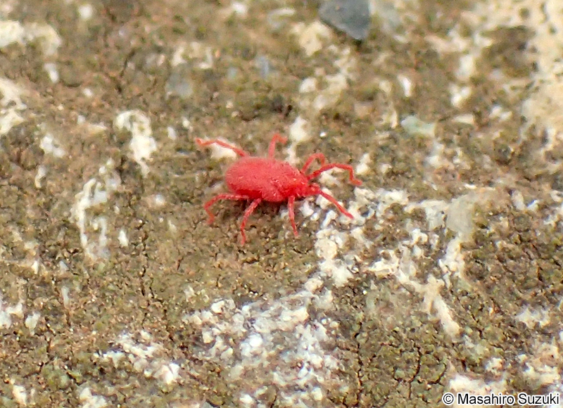 カベアナタカラダニ Balaustium murorum