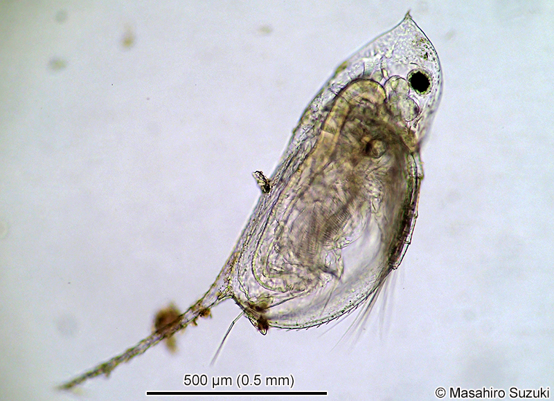 カブトミジンコ Daphnia galeata