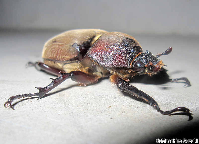 カブトムシ Trypoxylus dichotomus