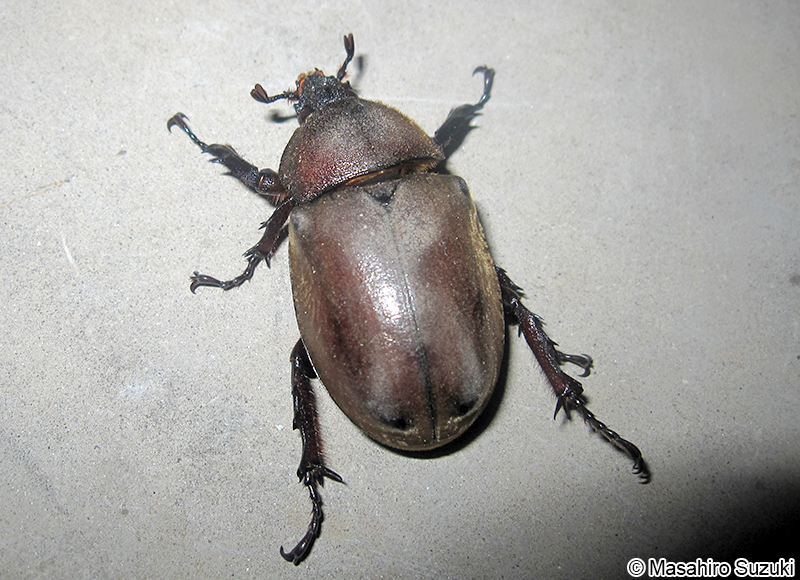 カブトムシ Trypoxylus dichotomus