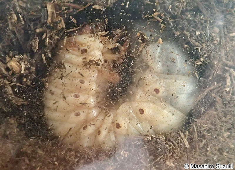 カブトムシ Trypoxylus dichotomus