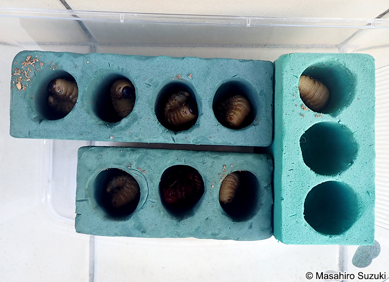 カブトムシ Trypoxylus dichotomus