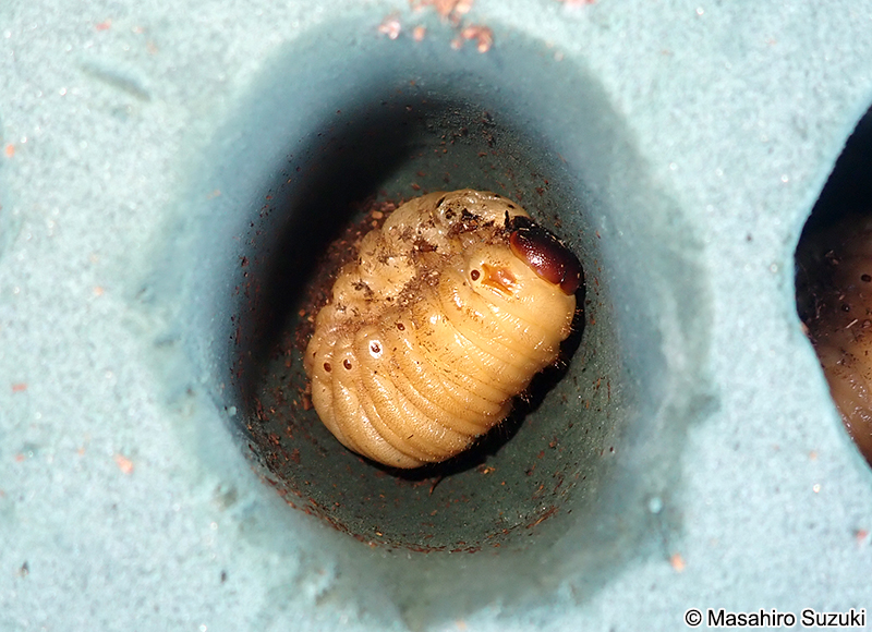 カブトムシ Trypoxylus dichotomus