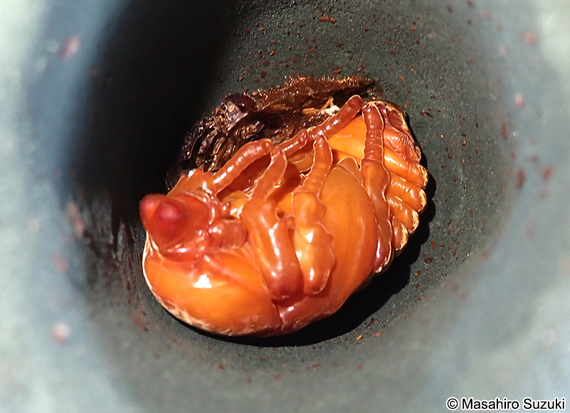 カブトムシ Trypoxylus dichotomus