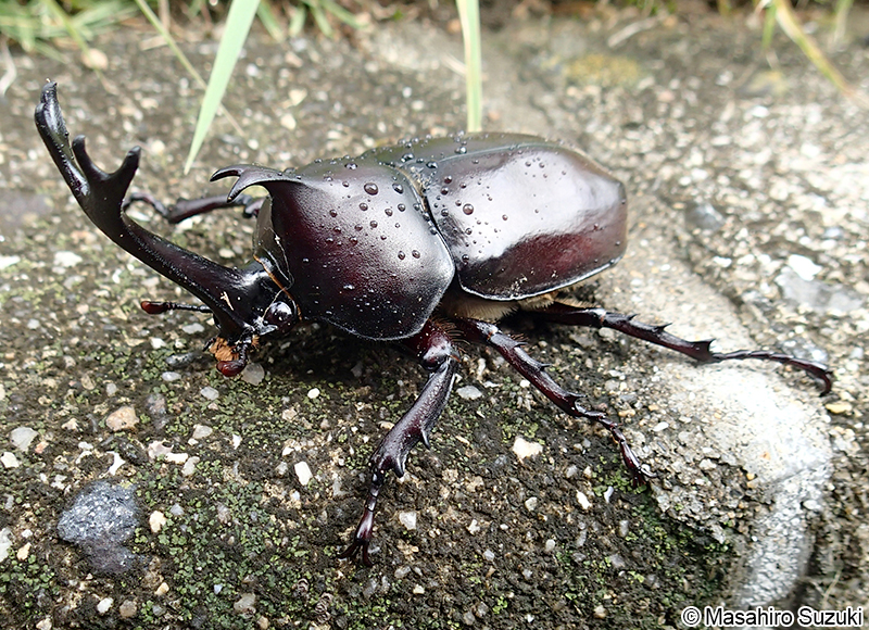 カブトムシ Trypoxylus dichotomus